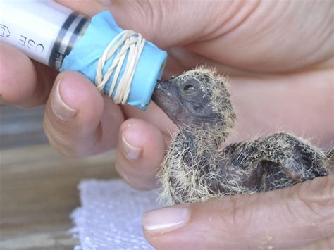 What to Feed a Baby Dove